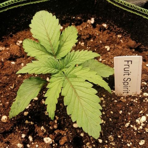 Kilmani growlog timeline photo