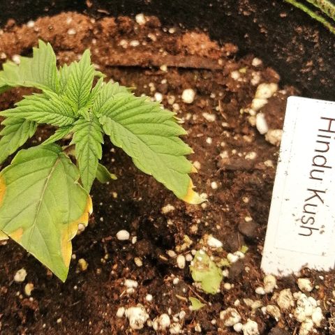 Aisha growlog timeline photo