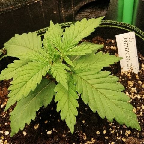 Tiana growlog timeline photo