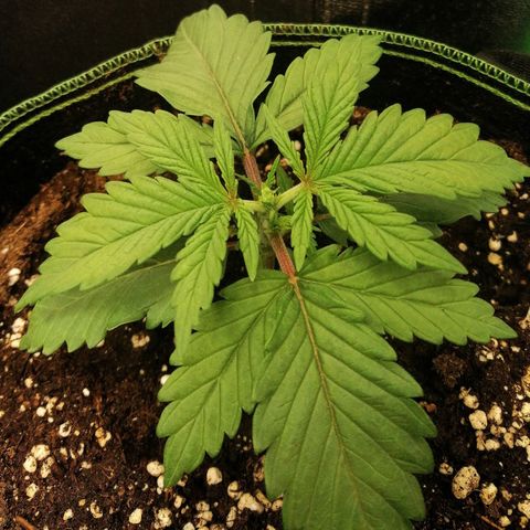 Tiana growlog timeline photo
