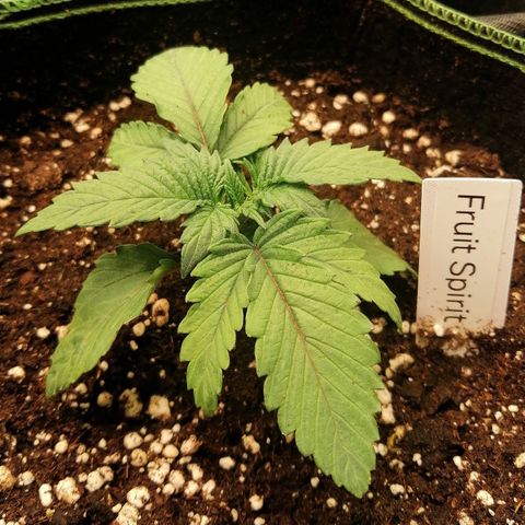 Kilmani growlog timeline photo