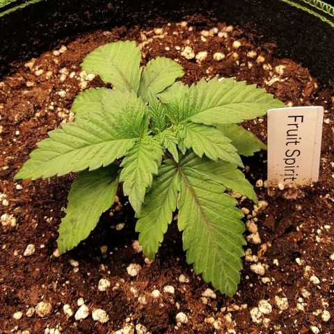 Kilmani growlog timeline photo