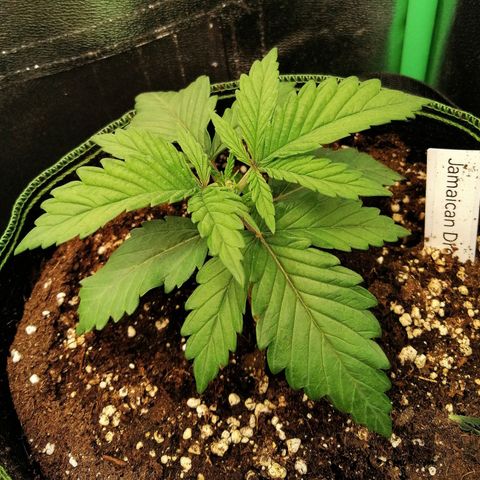 Tiana growlog timeline photo