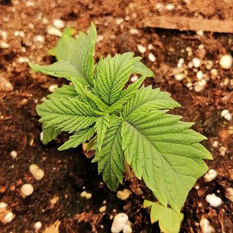 Aisha growlog timeline photo