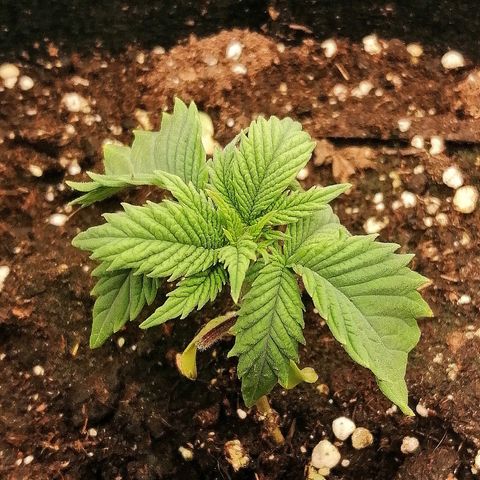 Aisha growlog timeline photo