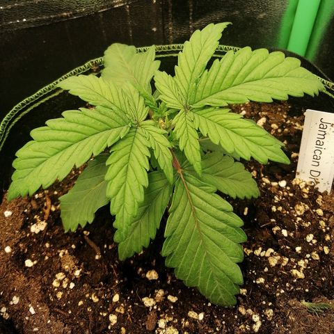 Tiana growlog timeline photo