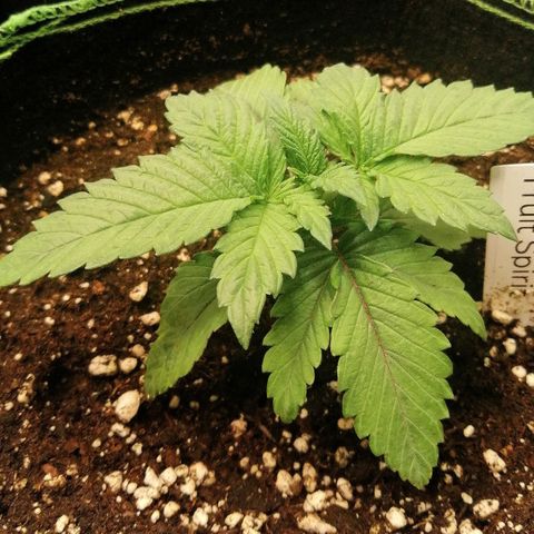 Kilmani growlog timeline photo
