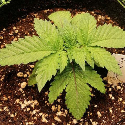 Kilmani growlog timeline photo