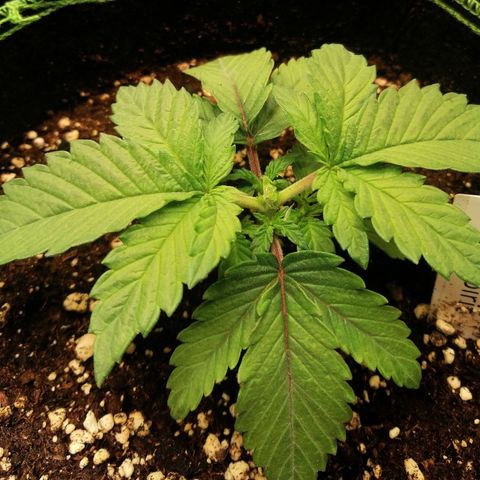 Kilmani growlog timeline photo