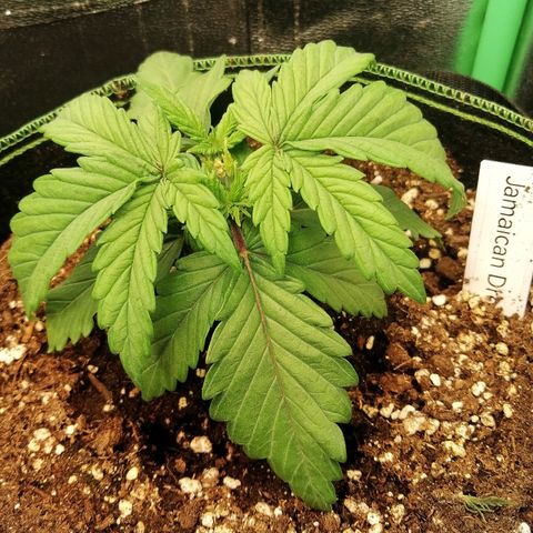 Tiana growlog timeline photo