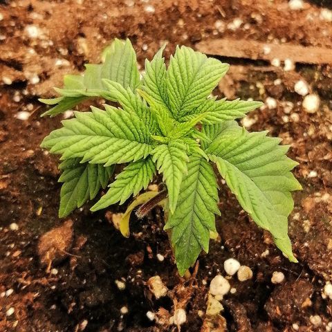 Aisha growlog timeline photo
