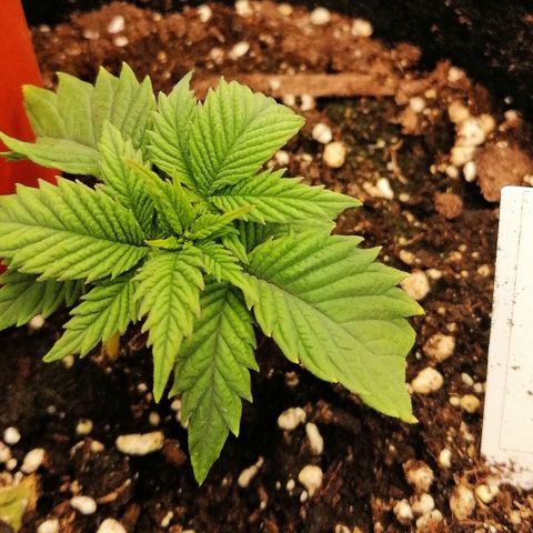 Aisha growlog timeline photo