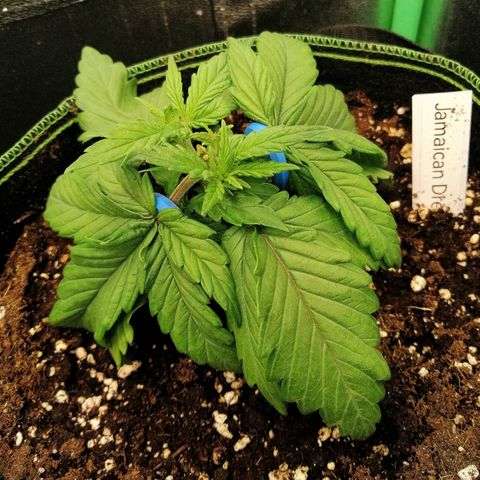 Tiana growlog timeline photo