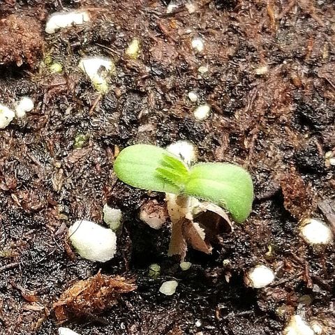 Aisha II growlog timeline photo