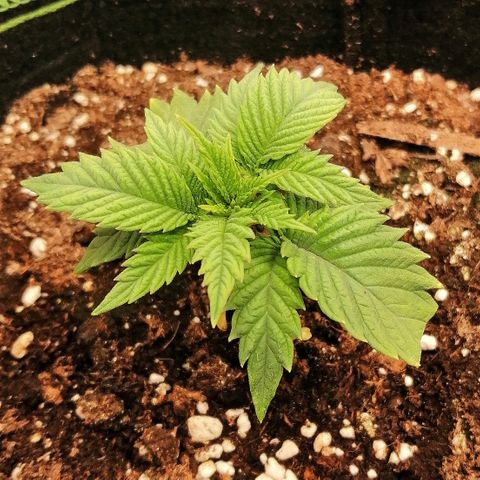 Aisha growlog timeline photo