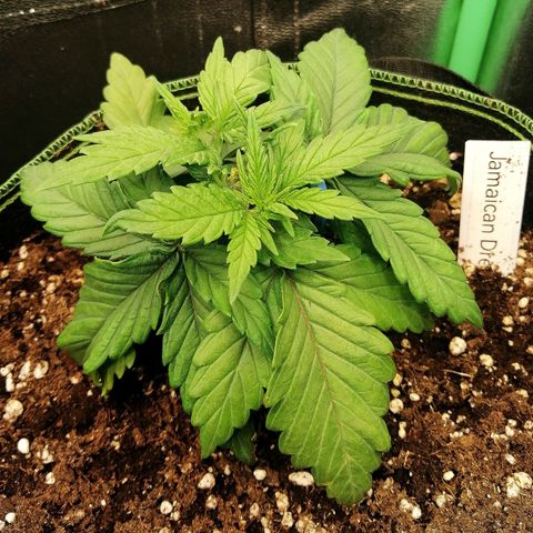 Tiana growlog timeline photo