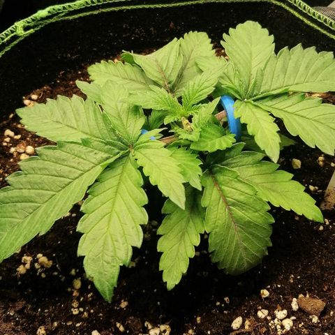 Kilmani growlog timeline photo
