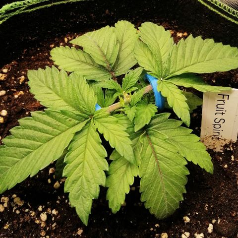 Kilmani growlog timeline photo