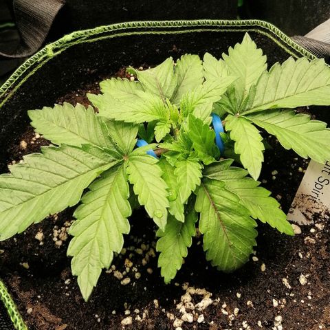 Kilmani growlog timeline photo