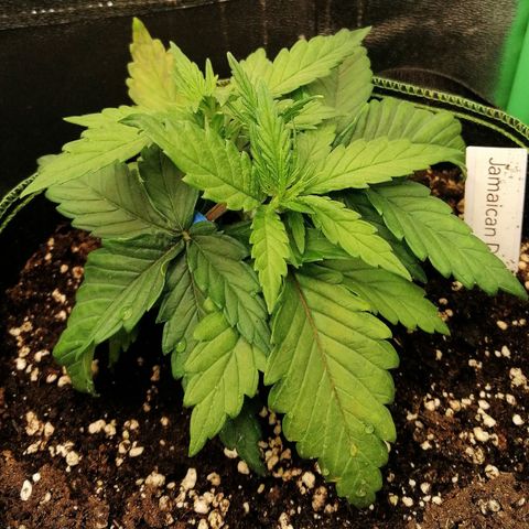 Tiana growlog timeline photo