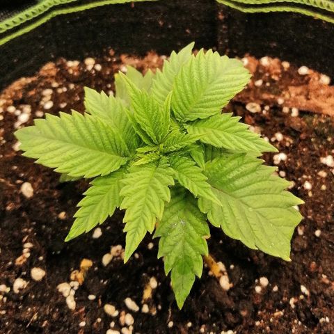 Aisha growlog timeline photo
