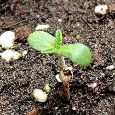 Aisha II growlog timeline photo