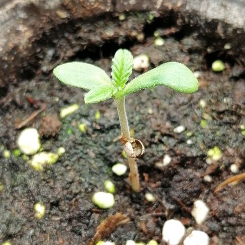 Aisha II growlog timeline photo