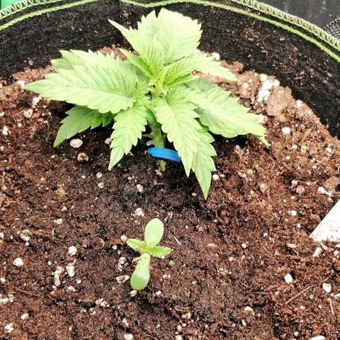 Aisha II growlog timeline photo