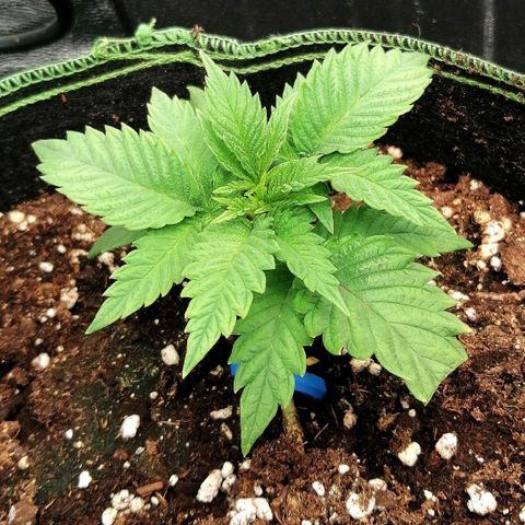 Aisha growlog timeline photo