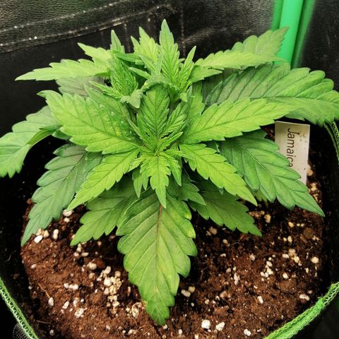 Tiana growlog timeline photo