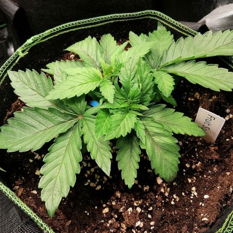 Kilmani growlog timeline photo