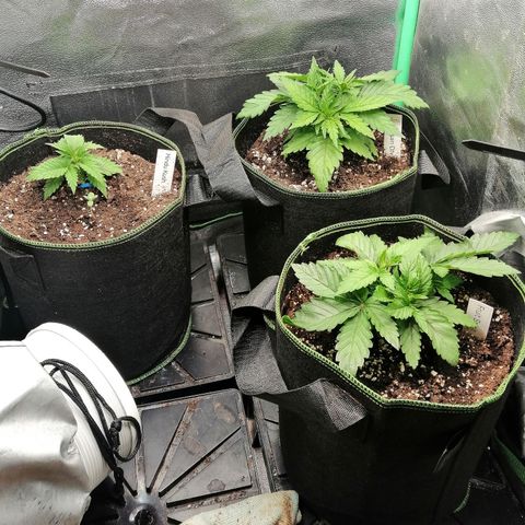 Aisha growlog timeline photo