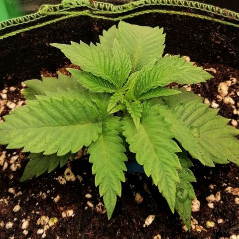Aisha growlog timeline photo