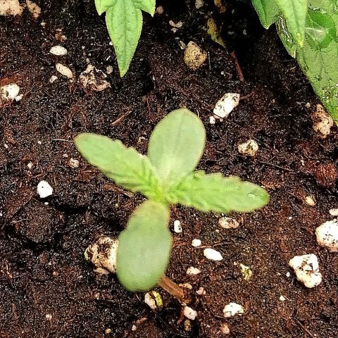 Aisha II growlog timeline photo