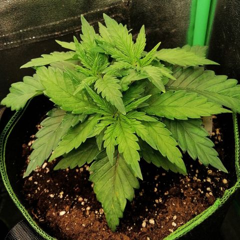 Tiana growlog timeline photo