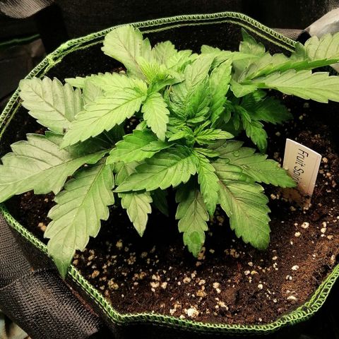 Kilmani growlog timeline photo