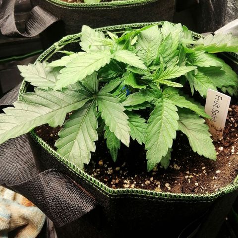 Kilmani growlog timeline photo