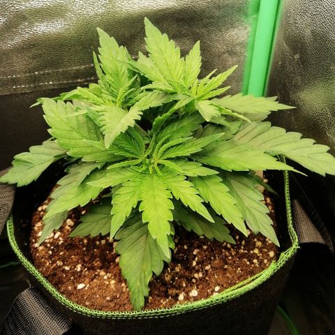 Tiana growlog timeline photo