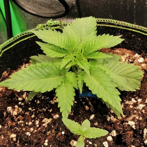 Aisha growlog timeline photo