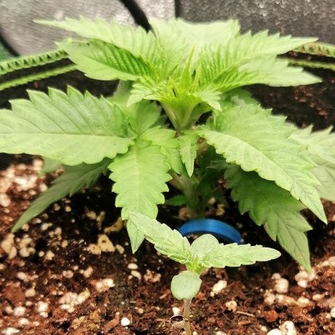 Aisha II growlog timeline photo