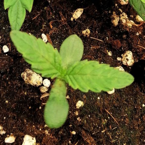 Aisha II growlog timeline photo