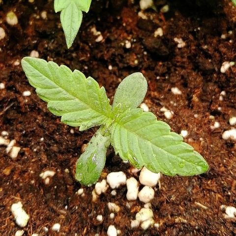 Aisha II growlog timeline photo