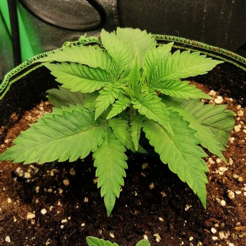 Aisha growlog timeline photo