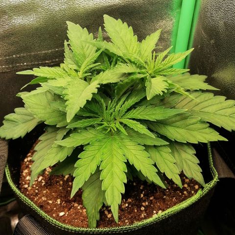 Tiana growlog timeline photo
