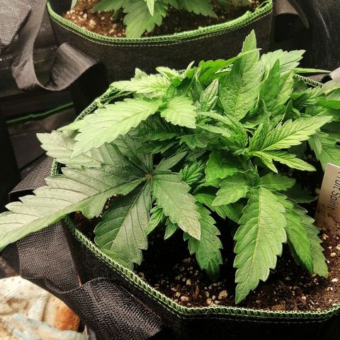 Kilmani growlog timeline photo