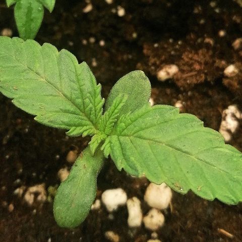 Aisha II growlog timeline photo