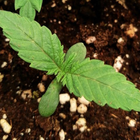 Aisha II growlog timeline photo