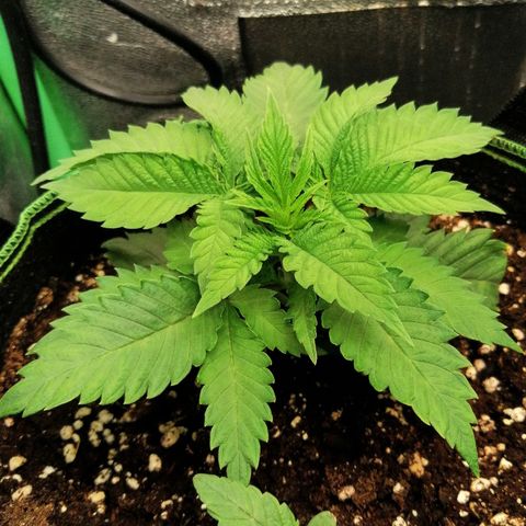 Aisha growlog timeline photo
