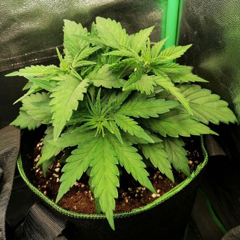 Tiana growlog timeline photo