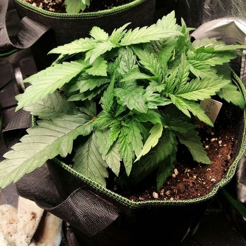 Kilmani growlog timeline photo